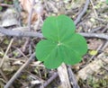 Oxalis oregana is a species of the wood sorrel family, Oxalidaceae, native to moist Douglas-firÃÂ 